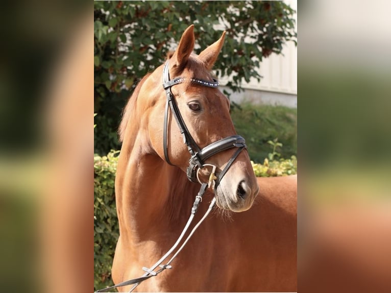 Oldenburgo Yegua 6 años 172 cm Alazán in Ober-Flörsheim