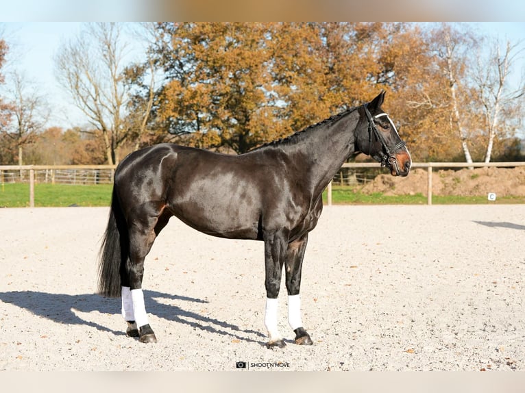 Oldenburgo Yegua 6 años 172 cm Castaño oscuro in Lentilly