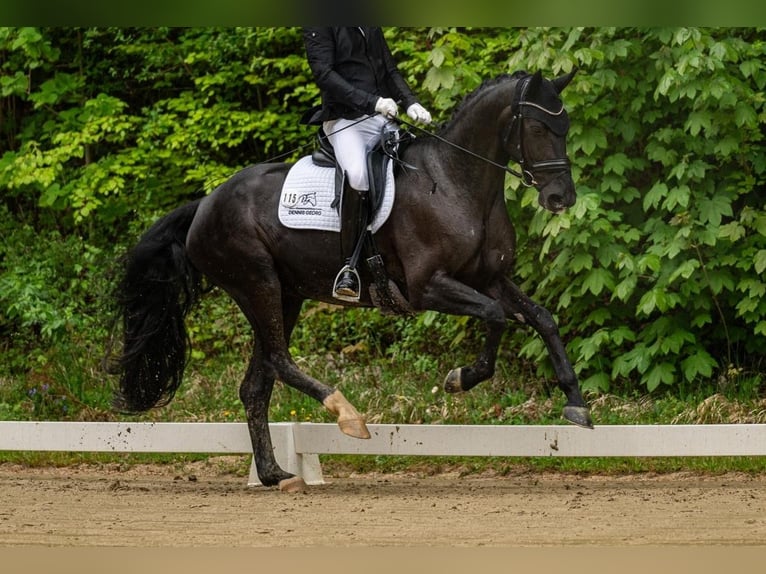 Oldenburgo Yegua 6 años 172 cm Negro in Schönaich