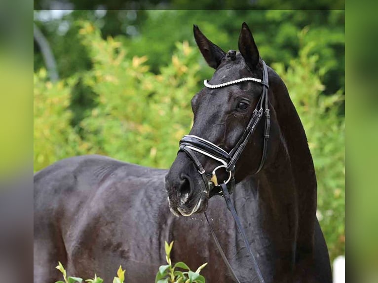 Oldenburgo Yegua 6 años Negro in Vechta