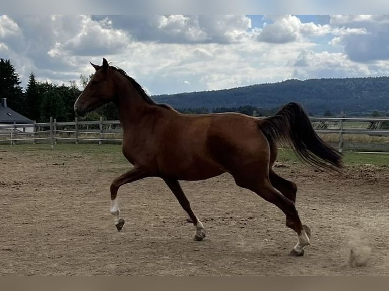 Oldenburgo Yegua 7 años 163 cm Alazán-tostado in Himmelkron