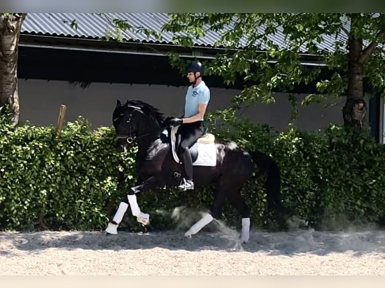 Oldenburgo Yegua 7 años 164 cm Negro in Neerkant