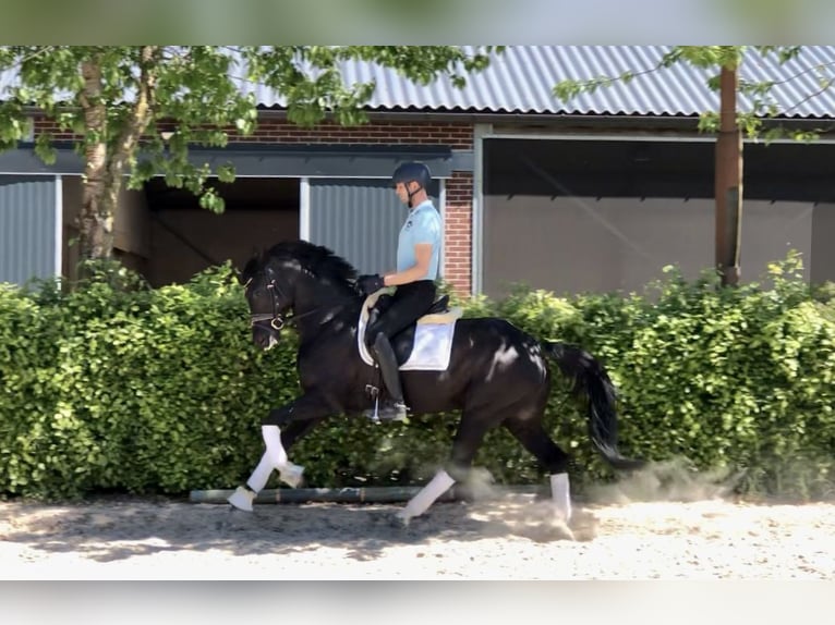 Oldenburgo Yegua 7 años 164 cm Negro in Neerkant