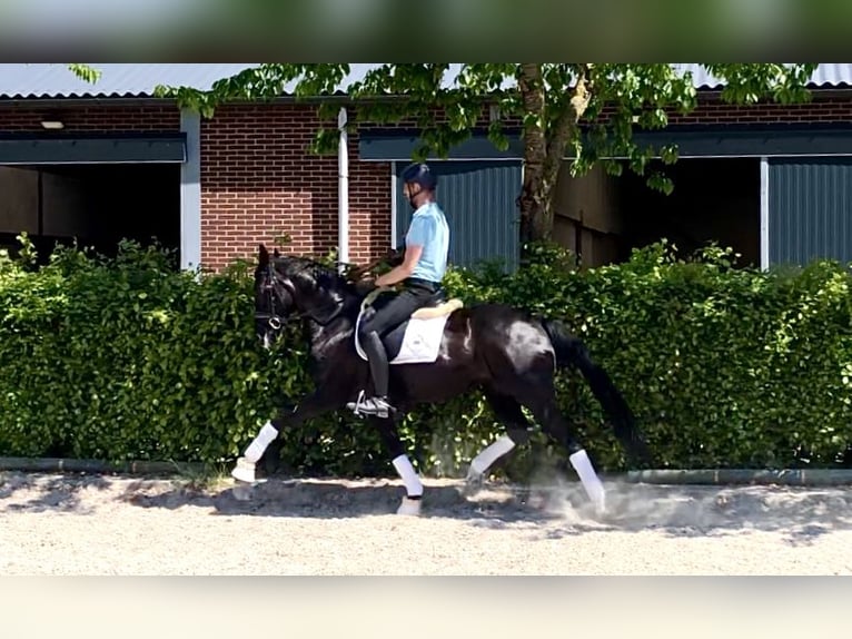 Oldenburgo Yegua 7 años 164 cm Negro in Neerkant