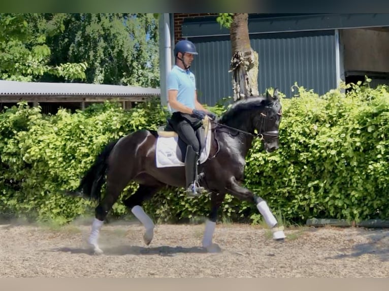 Oldenburgo Yegua 7 años 164 cm Negro in Neerkant