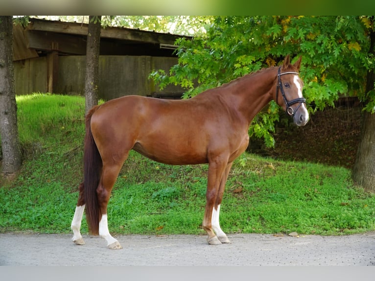 Oldenburgo Yegua 7 años 165 cm Alazán in Lebach