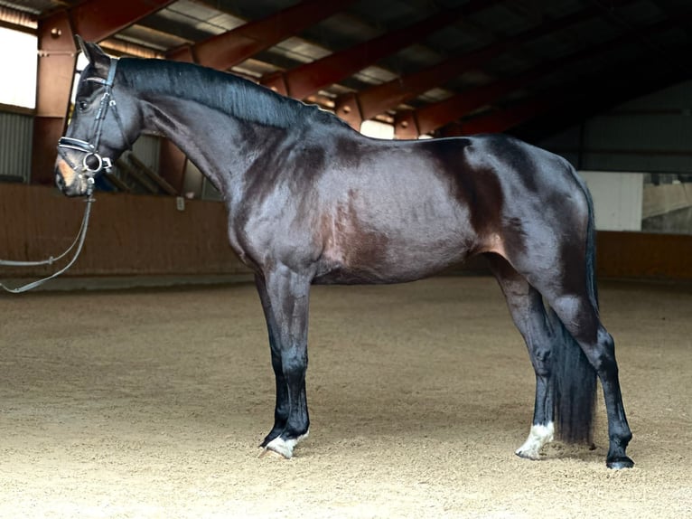 Oldenburgo Yegua 7 años 165 cm Negro in Kietz