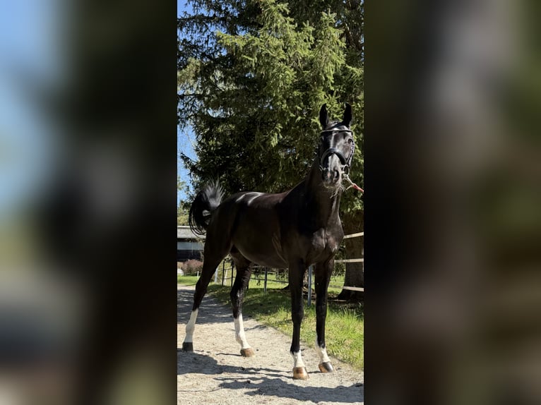 Oldenburgo Yegua 7 años 165 cm Negro in Saalfelden am Steinerner Meer