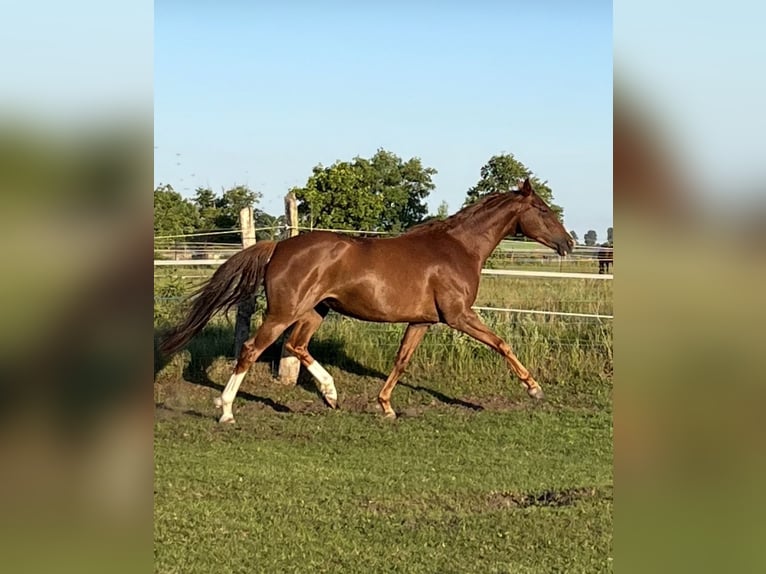 Oldenburgo Yegua 7 años 166 cm Alazán-tostado in M&#xFC;hlenbergeFriesack