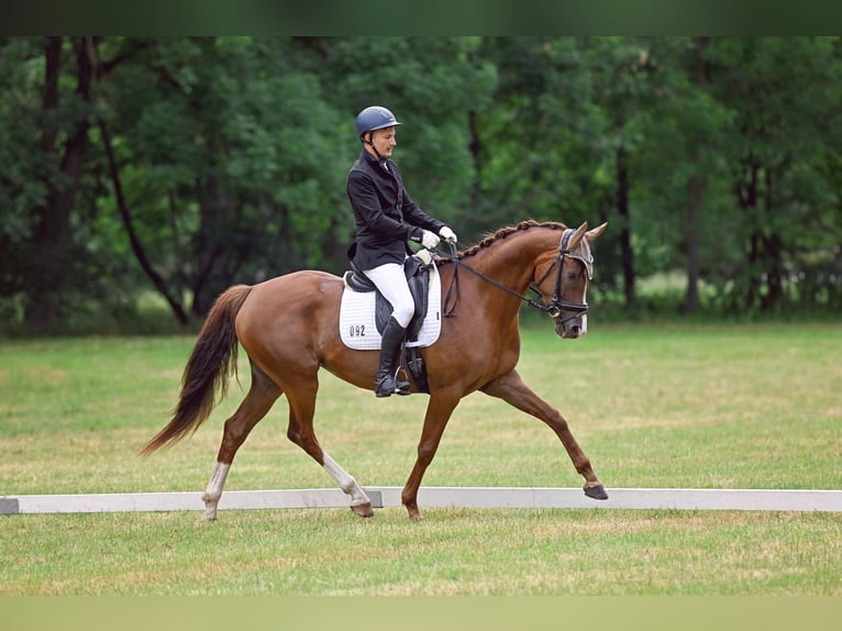 Oldenburgo Yegua 7 años 166 cm Alazán-tostado in M&#xFC;hlenbergeFriesack