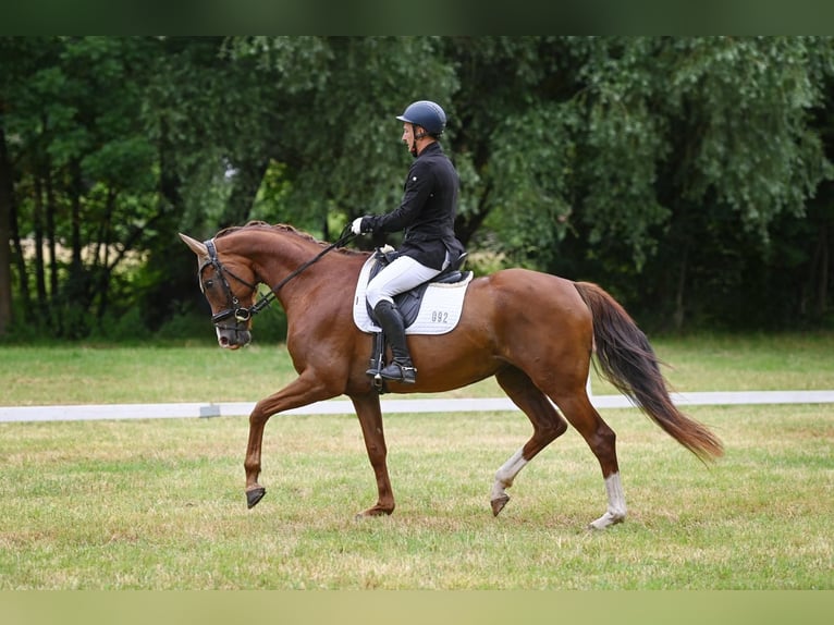 Oldenburgo Yegua 7 años 166 cm Alazán-tostado in M&#xFC;hlenbergeFriesack