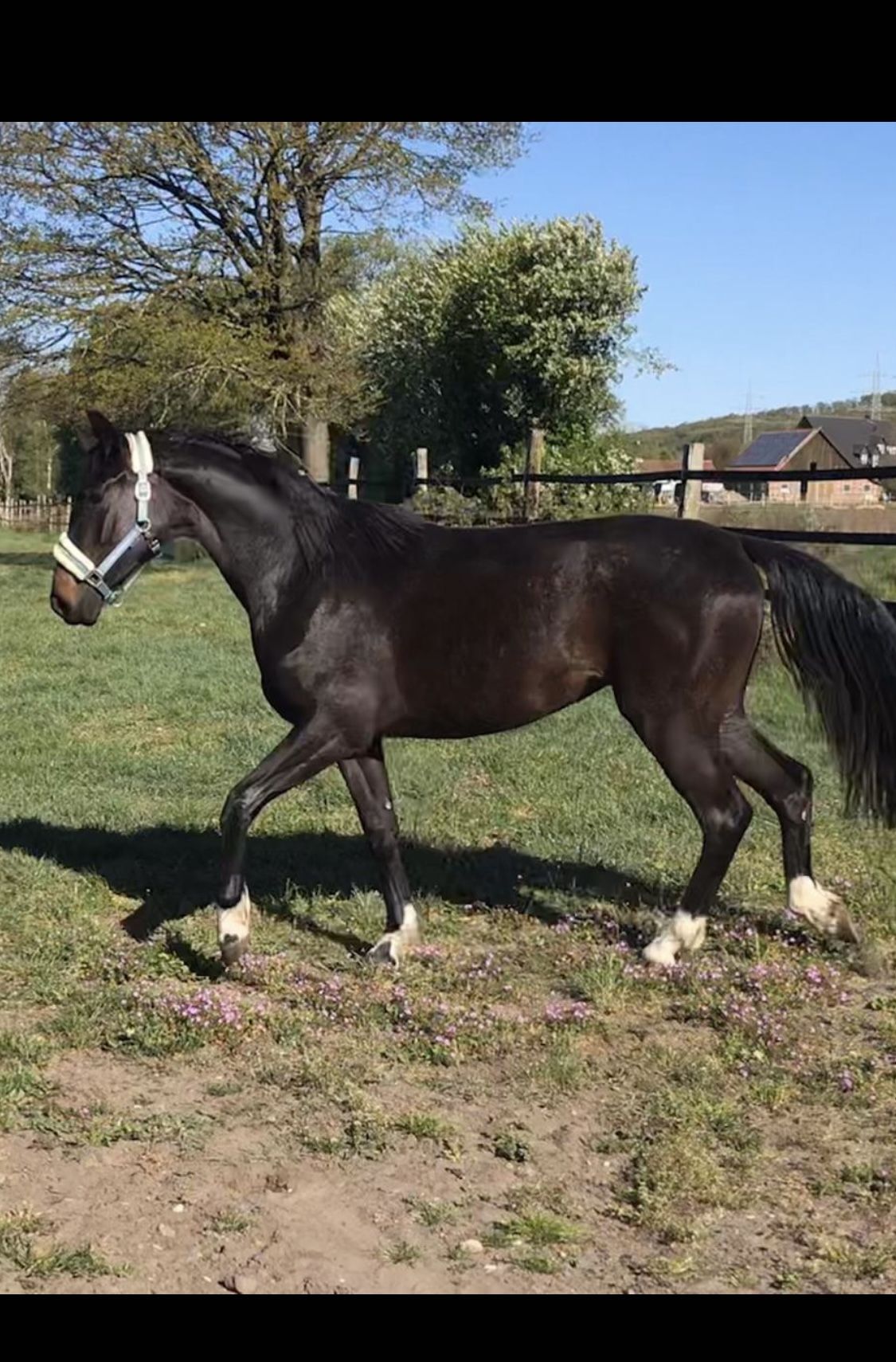 Oldenburgo Yegua 7 años 166 cm Morcillo in Lengerich
