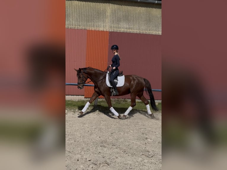 Oldenburgo Yegua 7 años 168 cm Castaño in Fuldabrück