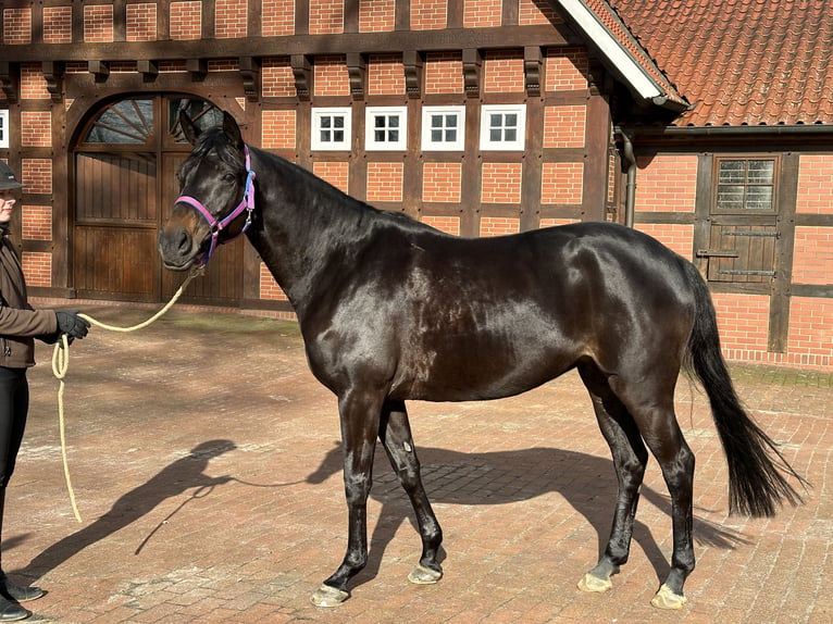 Oldenburgo Yegua 7 años 168 cm Castaño oscuro in Brüggen