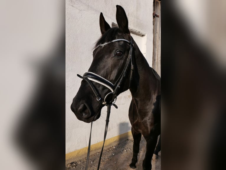 Oldenburgo Yegua 7 años 168 cm Negro in Karlsfeld