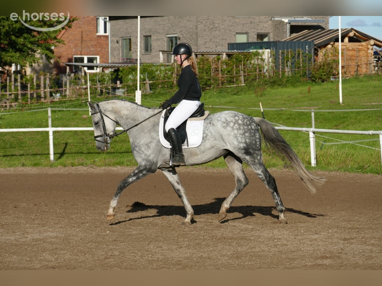 Oldenburgo Yegua 7 años 168 cm Tordo in Ganschow