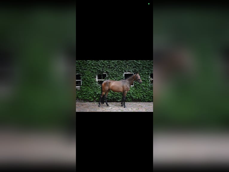 Oldenburgo Yegua 7 años 170 cm Castaño in Wildeshausen