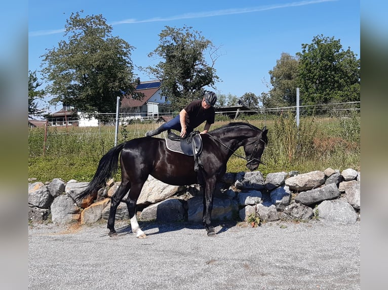 Oldenburgo Yegua 7 años 170 cm Negro in Grünkraut