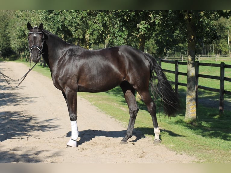 Oldenburgo Yegua 7 años 170 cm Negro in Löningen