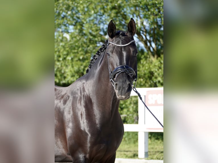 Oldenburgo Yegua 7 años 170 cm Negro in Holešov