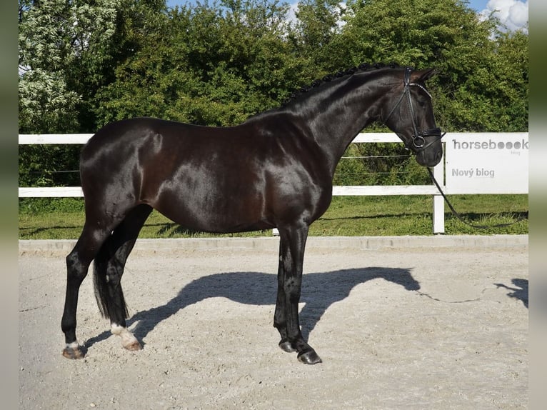 Oldenburgo Yegua 7 años 170 cm Negro in Holešov