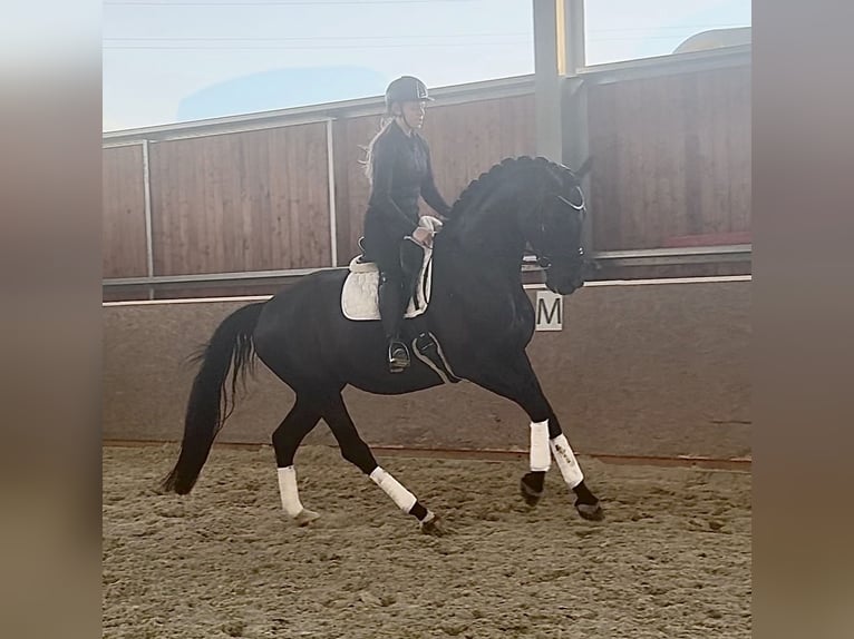 Oldenburgo Yegua 7 años 170 cm Negro in Holešov