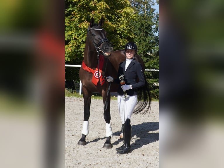 Oldenburgo Yegua 7 años 170 cm Negro in Holešov