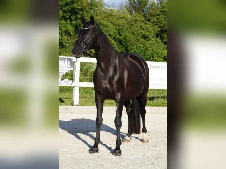 Oldenburgo Yegua 7 años 170 cm Negro in Holešov