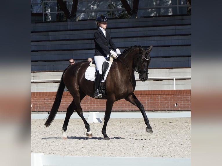 Oldenburgo Yegua 7 años 170 cm Negro in Holešov