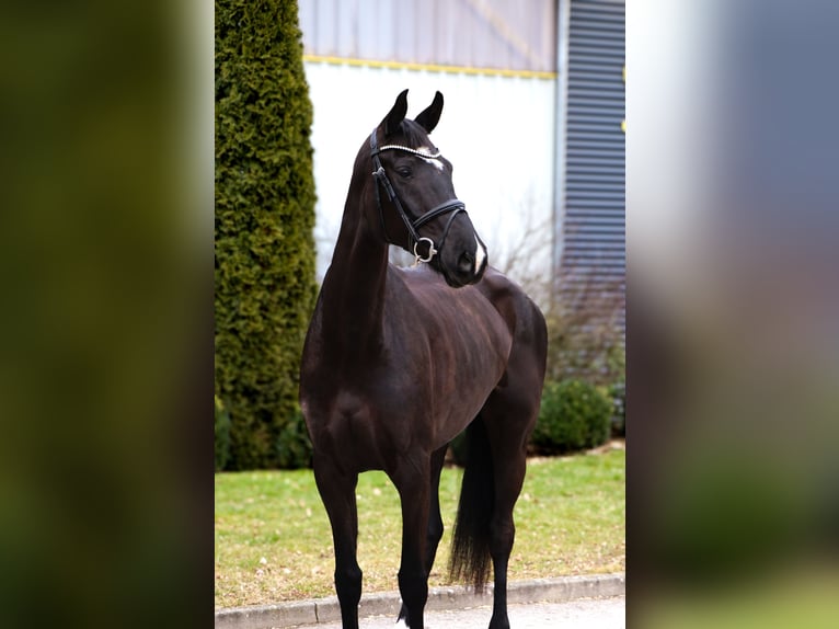 Oldenburgo Yegua 7 años 171 cm Negro in Schwäbisch Hall