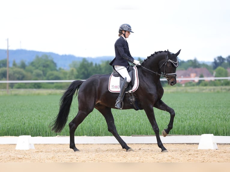 Oldenburgo Yegua 7 años 172 cm Negro in Sankt Wolfgang