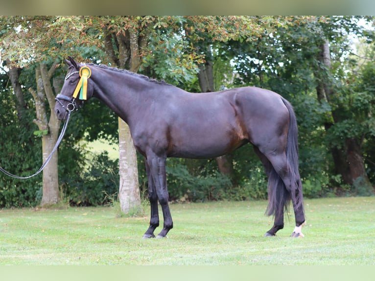 Oldenburgo Yegua 7 años 178 cm Negro in B&#xF6;rrstadt