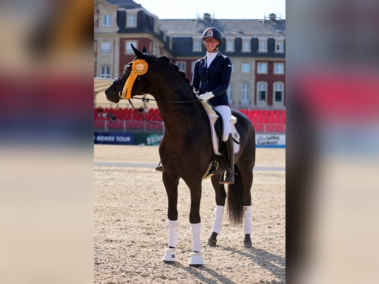 Oldenburgo Yegua 7 años 178 cm Negro in B&#xF6;rrstadt