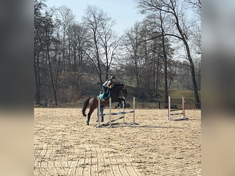 Oldenburgo Yegua 8 años 160 cm Castaño in Bochum