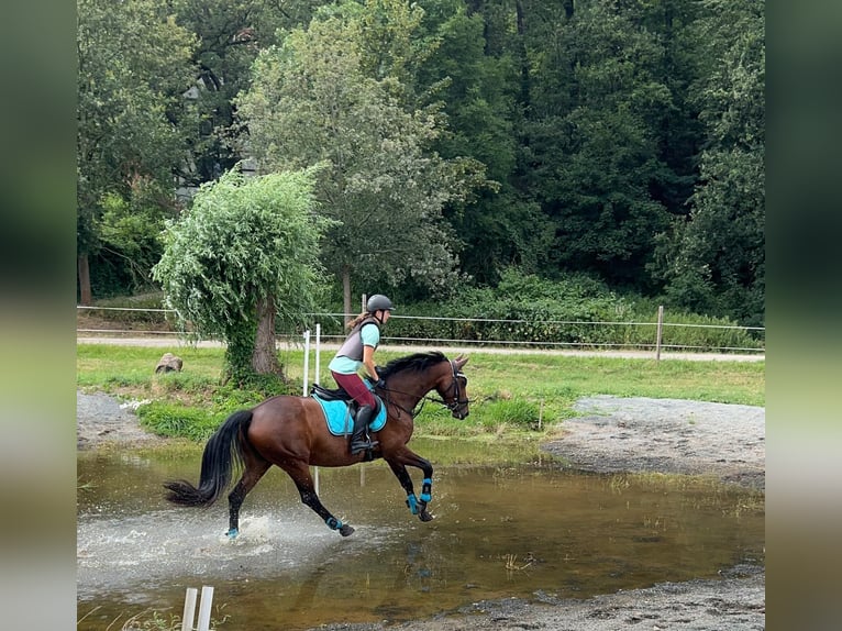 Oldenburgo Yegua 8 años 160 cm Castaño in Bochum