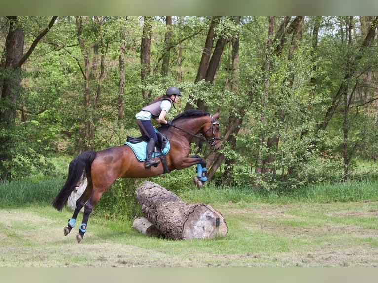 Oldenburgo Yegua 8 años 160 cm Castaño in Bochum