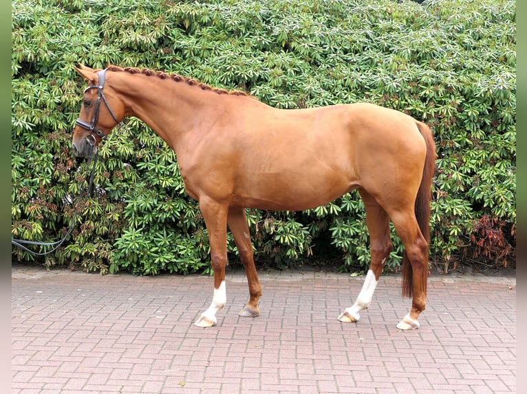 Oldenburgo Yegua 8 años 162 cm Alazán in Cappeln (Oldenburg)