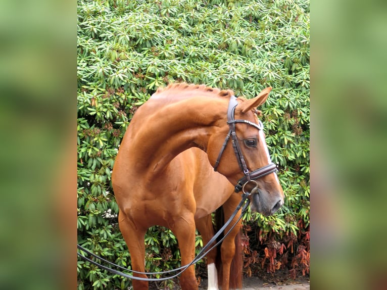 Oldenburgo Yegua 8 años 162 cm Alazán in Cappeln (Oldenburg)