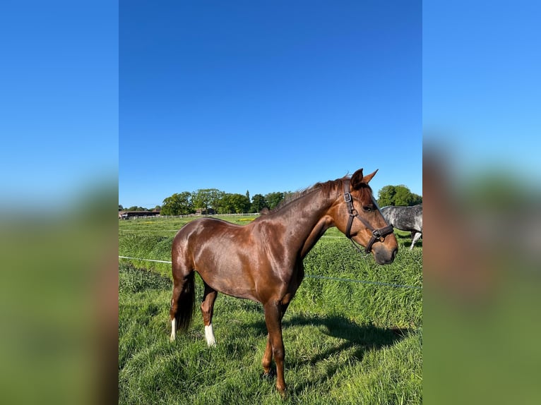 Oldenburgo Yegua 8 años 163 cm Alazán-tostado in Uplengen