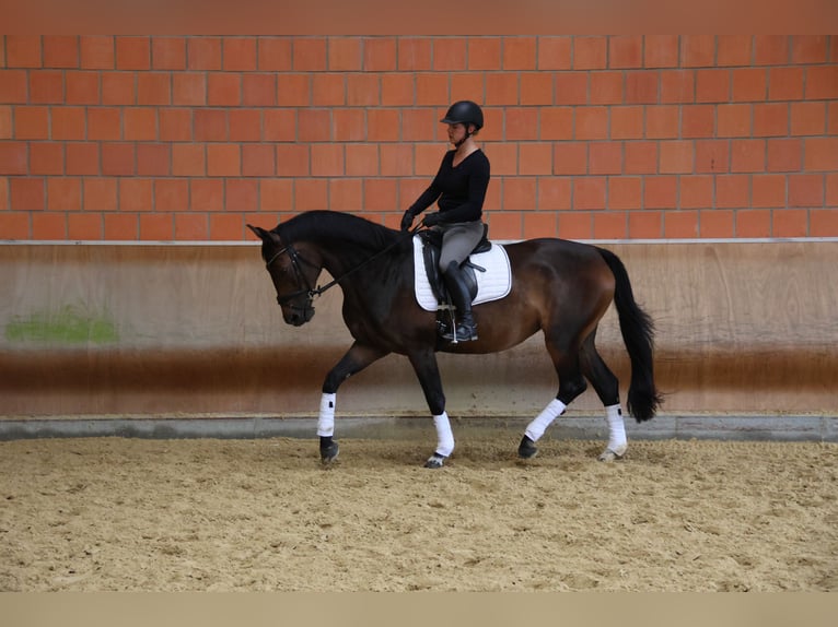 Oldenburgo Yegua 8 años 163 cm Castaño oscuro in Idstein