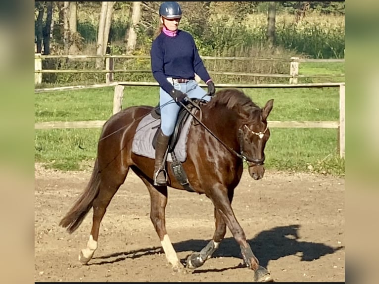 Oldenburgo Yegua 8 años 164 cm Alazán in M&#xFC;nster