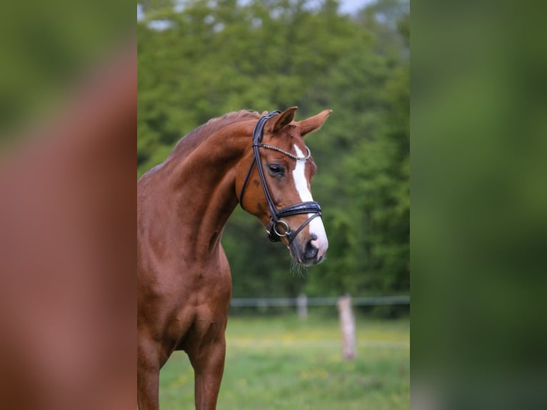 Oldenburgo Yegua 8 años 164 cm Alazán in Seeth-Ekholt