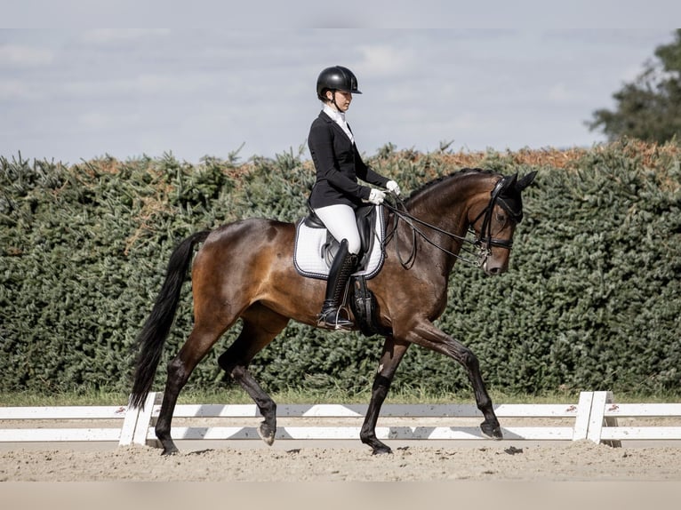 Oldenburgo Yegua 8 años 165 cm Castaño oscuro in Kelkheim (Taunus)