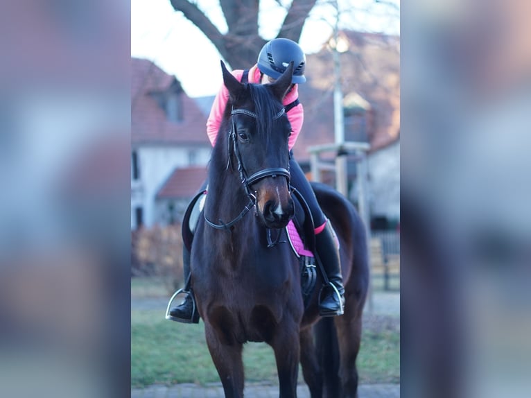 Oldenburgo Yegua 8 años 165 cm Castaño oscuro in Leipzig