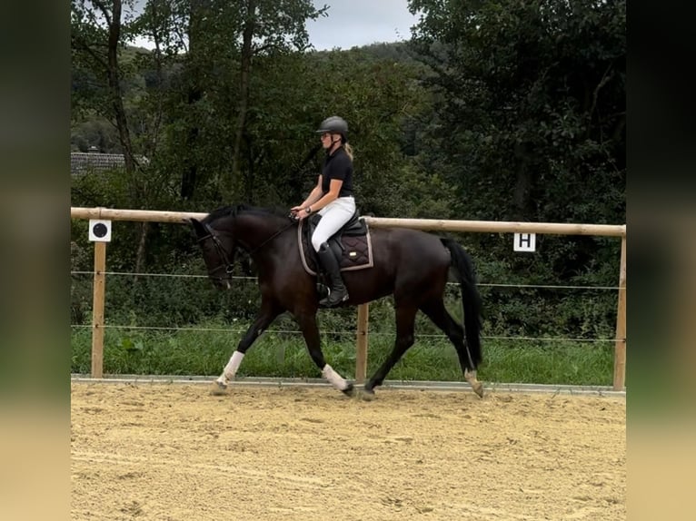 Oldenburgo Yegua 8 años 166 cm Morcillo in Villmar