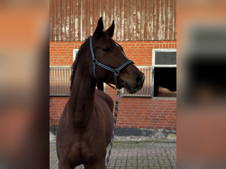Oldenburgo Yegua 8 años 167 cm Alazán in KaltenkirchenNützen