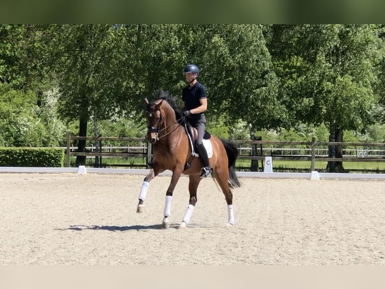Oldenburgo Yegua 8 años 167 cm Castaño in Bree
