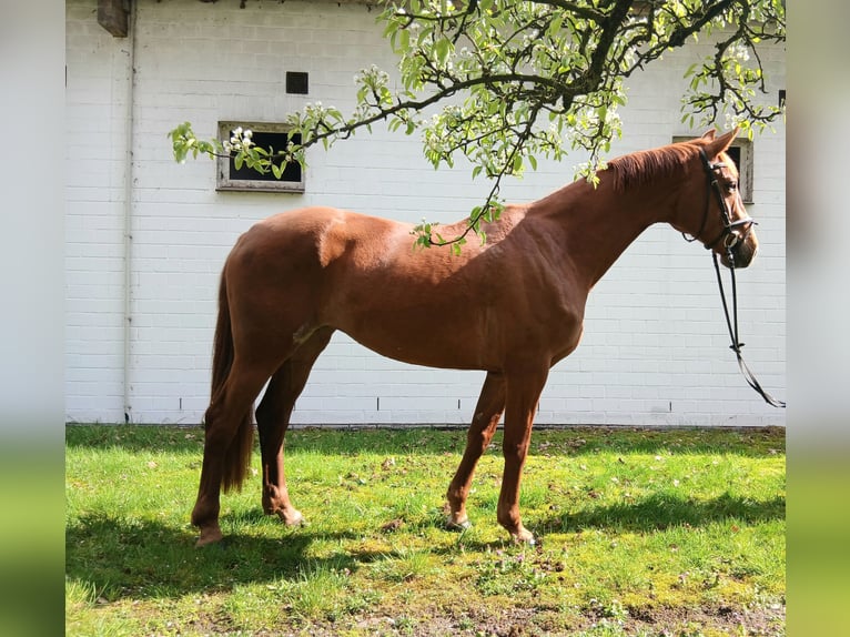 Oldenburgo Yegua 8 años 168 cm Alazán in Kirchdorf