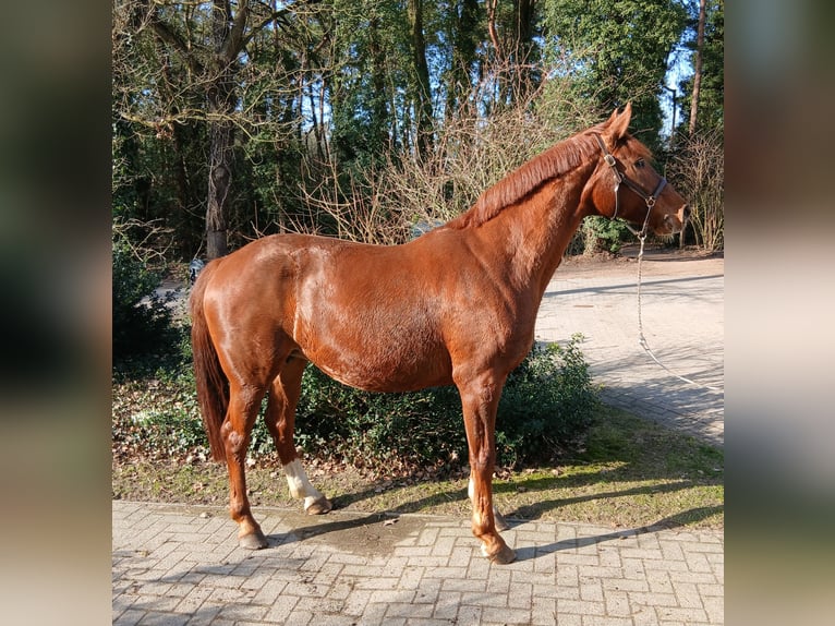 Oldenburgo Yegua 8 años 168 cm Alazán in Barenburg