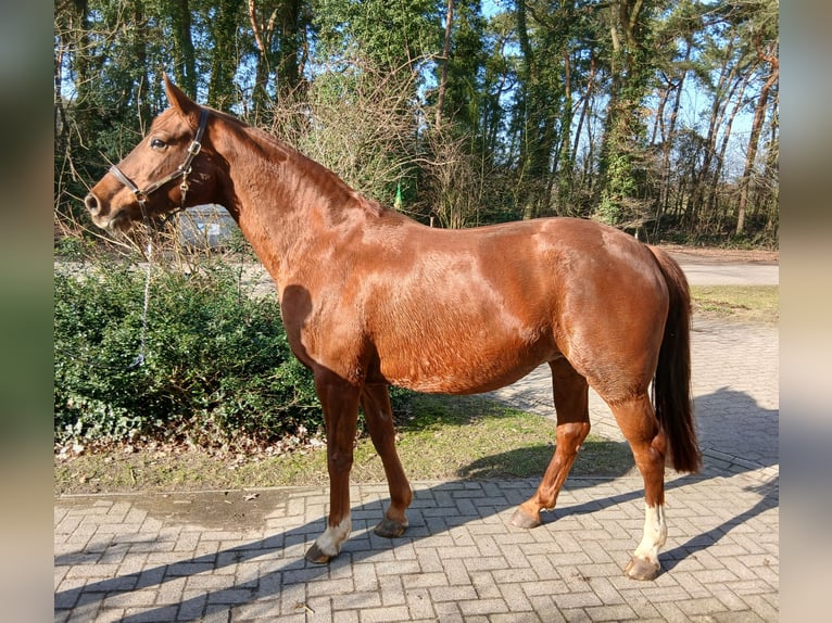 Oldenburgo Yegua 8 años 168 cm Alazán in Barenburg